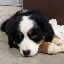 Bernese Mountain Dog Puppy Maria