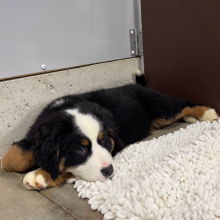 Bernese Mountain Dog Puppy Maria