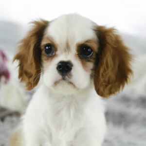Cavalier King Charles Spaniel Puppy Tara