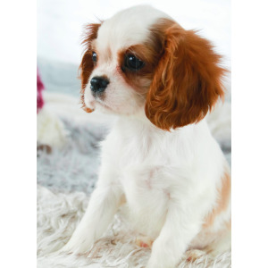 Cavalier King Charles Spaniel Puppy Tara