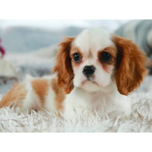 Cavalier King Charles Spaniel Puppy Tara