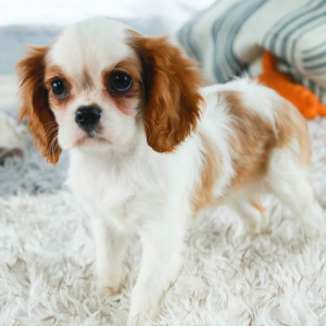 Cavalier King Charles Spaniel Puppy Tara