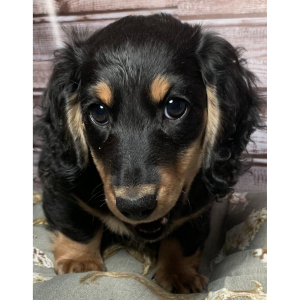Dachshund Puppy Dashell