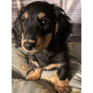 Dachshund Puppy Dashell