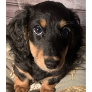 Dachshund Puppy Dashell