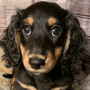 Dachshund Puppy Dashell