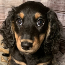 Dachshund Puppy Dashell