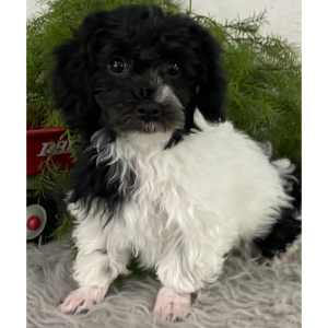 Havanese Puppy Eddy