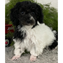 Havanese Puppy Eddy