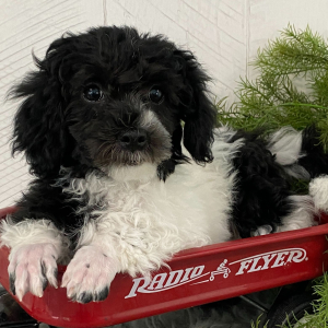 Havanese Puppy Eddy