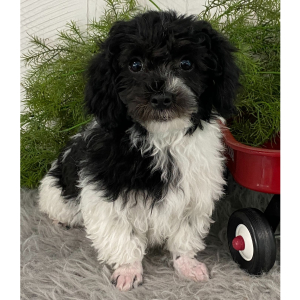 Havanese Puppy Eddy