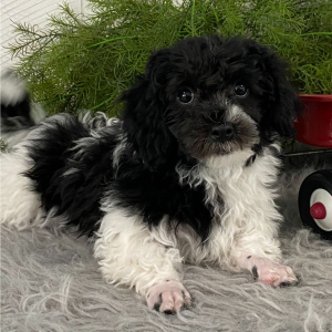 Havanese Puppy Eddy