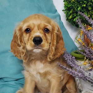 Cocker Spaniel Puppy Sleigh