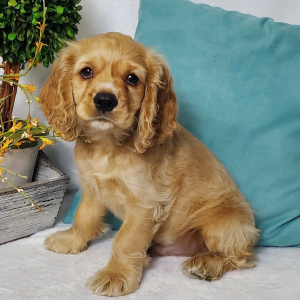 Cocker Spaniel Puppy Sleigh
