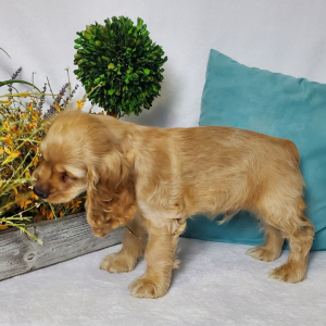 Cocker Spaniel Puppy Sleigh