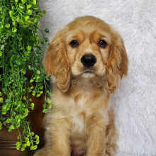 Cocker Spaniel Puppy Sleigh