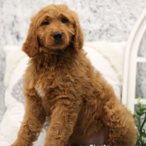 Goldendoodle Puppy Rosie