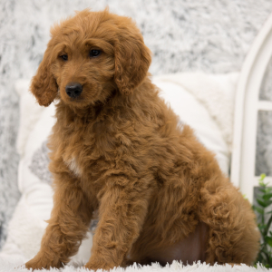 Goldendoodle Puppy Rosie