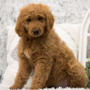 Goldendoodle Puppy Rosie