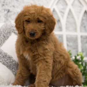 Goldendoodle Puppy Rosie