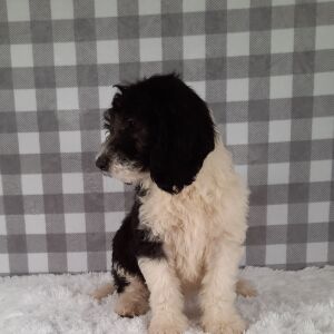 Sheepadoodle Puppy Dodi