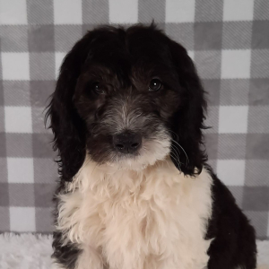 Sheepadoodle Puppy Dodi