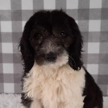 Sheepadoodle Puppy Dodi