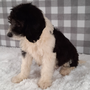 Sheepadoodle Puppy Dodi