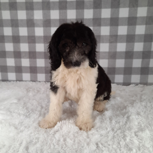 Sheepadoodle Puppy Dodi