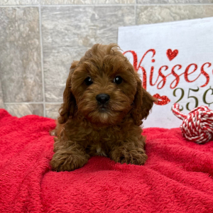Cavapoo Puppy Clementine