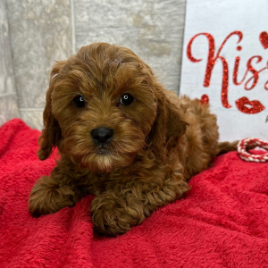 Cavapoo Puppy Clementine