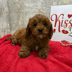 Cavapoo Puppy Clementine
