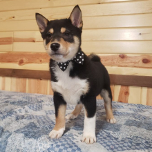 Shiba Inu Puppy Casper