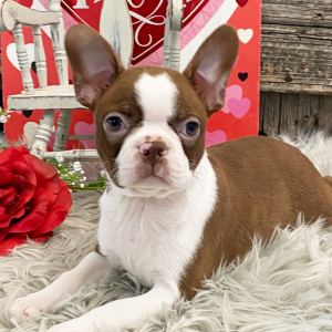 Boston Terrier Puppy Angelica