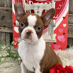 Boston Terrier Puppy Angelica