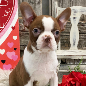 Boston Terrier Puppy Angelica