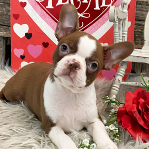 Boston Terrier Puppy Angelica