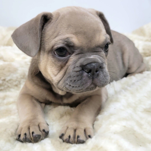 French Bulldog Puppy Lexi
