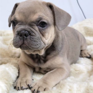 French Bulldog Puppy Lexi