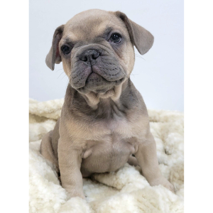 French Bulldog Puppy Lexi