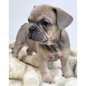 French Bulldog Puppy Lexi