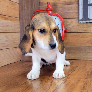 Beagle Puppy Trixie