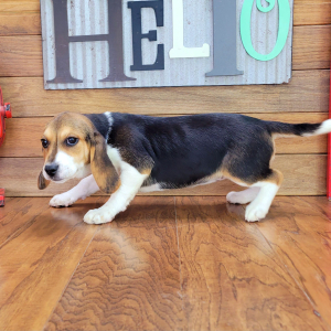 Beagle Puppy Trixie