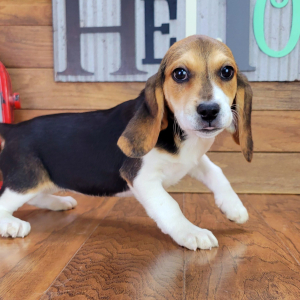 Beagle Puppy Trixie