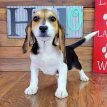 Beagle Puppy Trixie
