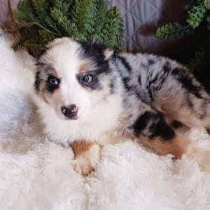 Australian Shepherd Puppy Doby