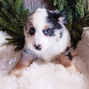 Australian Shepherd Puppy Doby