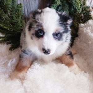 Australian Shepherd Puppy Doby