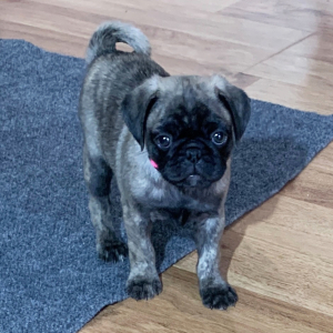 Pug Puppy Luna
