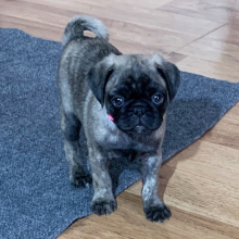 Pug Puppy Luna